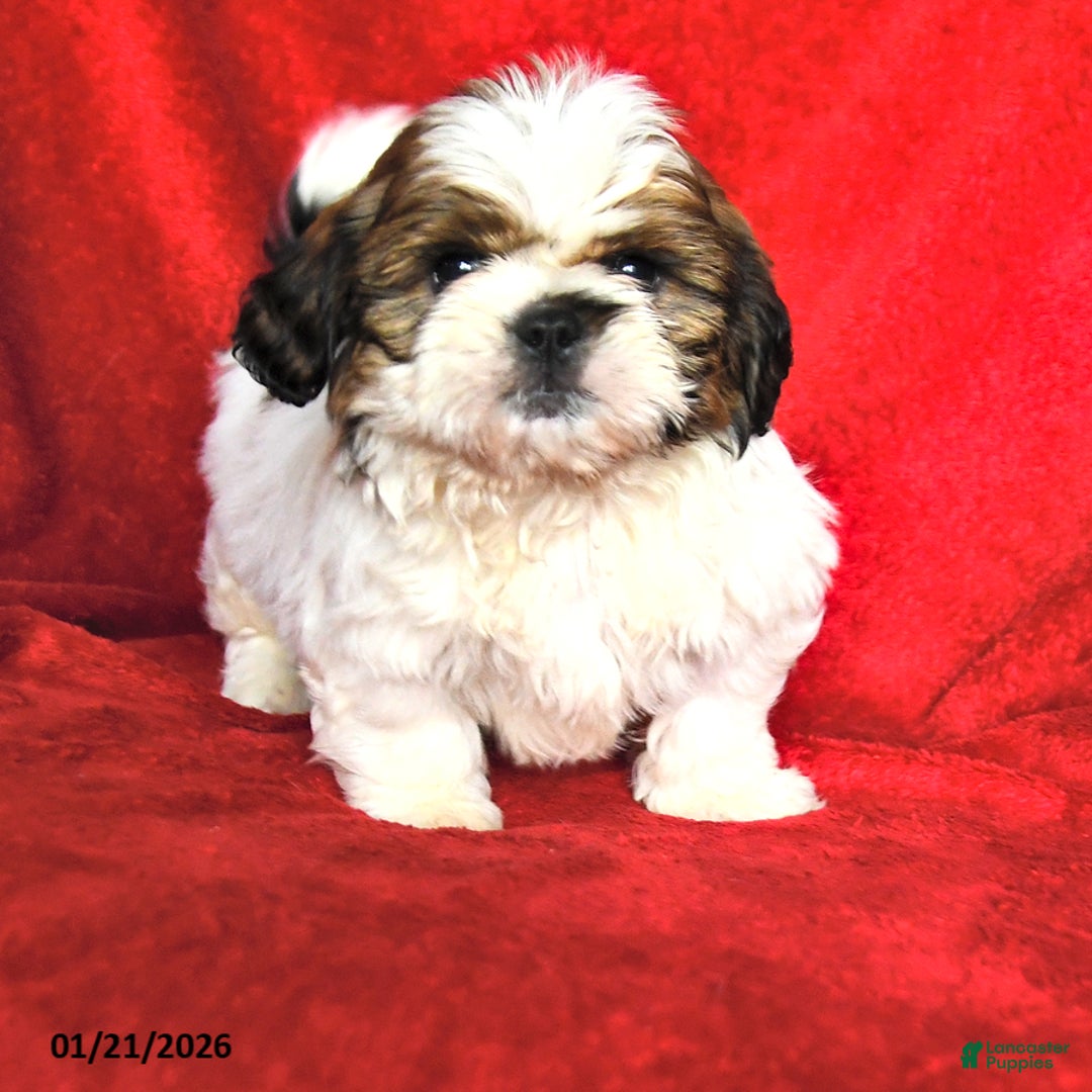 Lhasa Apso dogs for sale: Barney - Ad 2