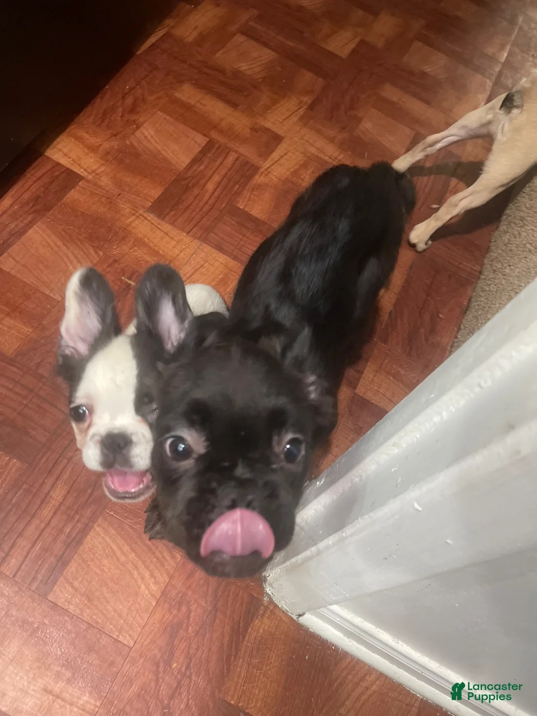 French Bulldog dogs for sale: Fluffy, French Bulldog Puppy 1 - Ad 1