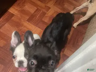 French Bulldog dogs Fluffy, French Bulldog Puppy 1 - Ad 37