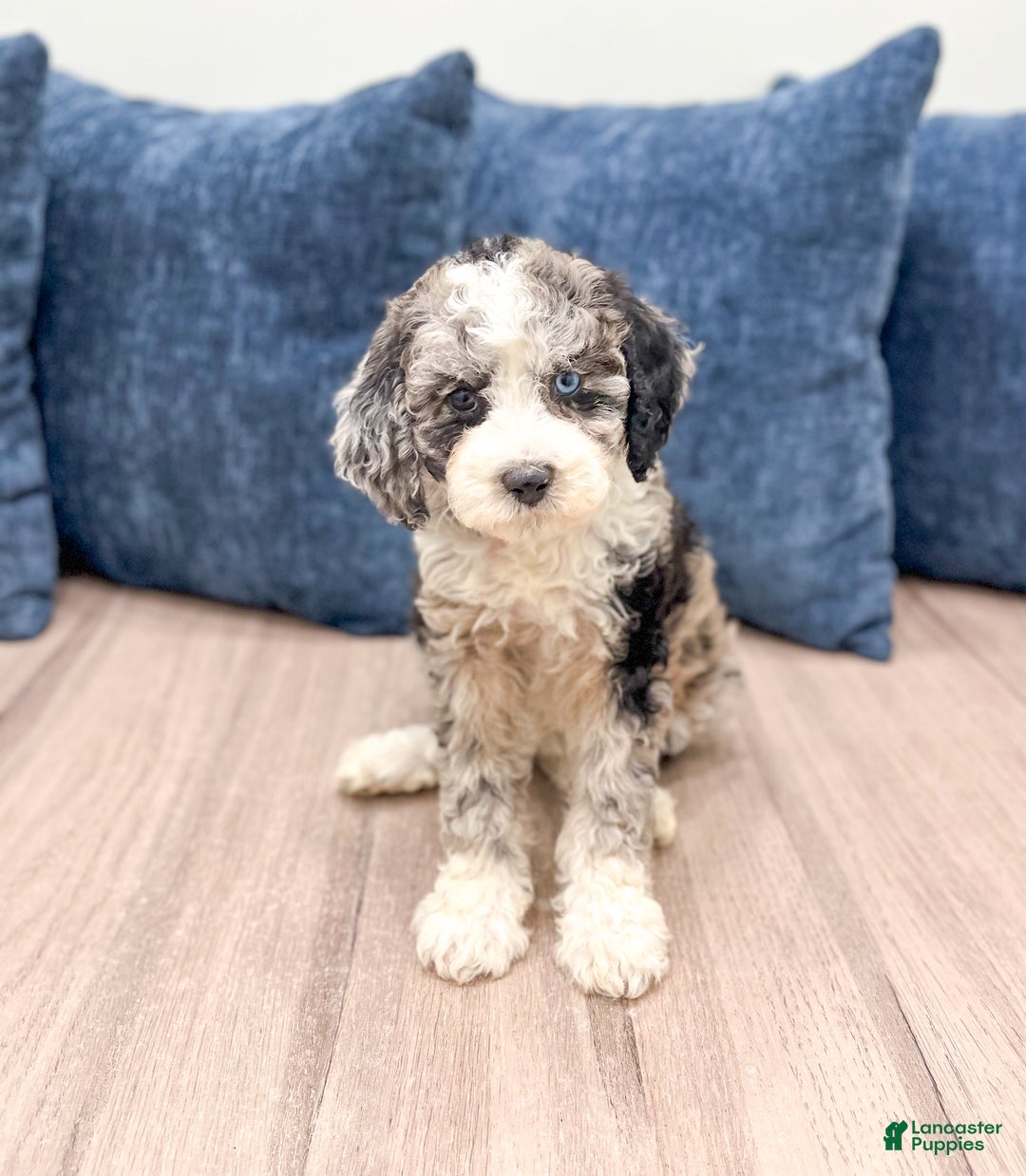 Full Grown Sheepadoodle With Blue Eyes For Sale White Sheepadoodle