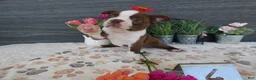 Boston Terrier dogs for sale: Boston Terrier 4 Gracy - Ad 7