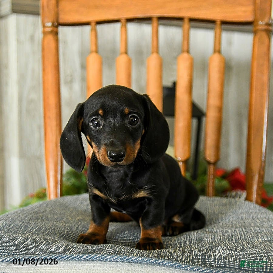 Miniature Dachshund dogs Tootsie - Ad 30