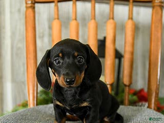 Miniature Dachshund dogs Tootsie - Ad 23