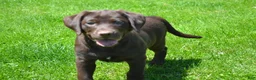 Labrador Retriever dogs for sale: Londa - Ad 5