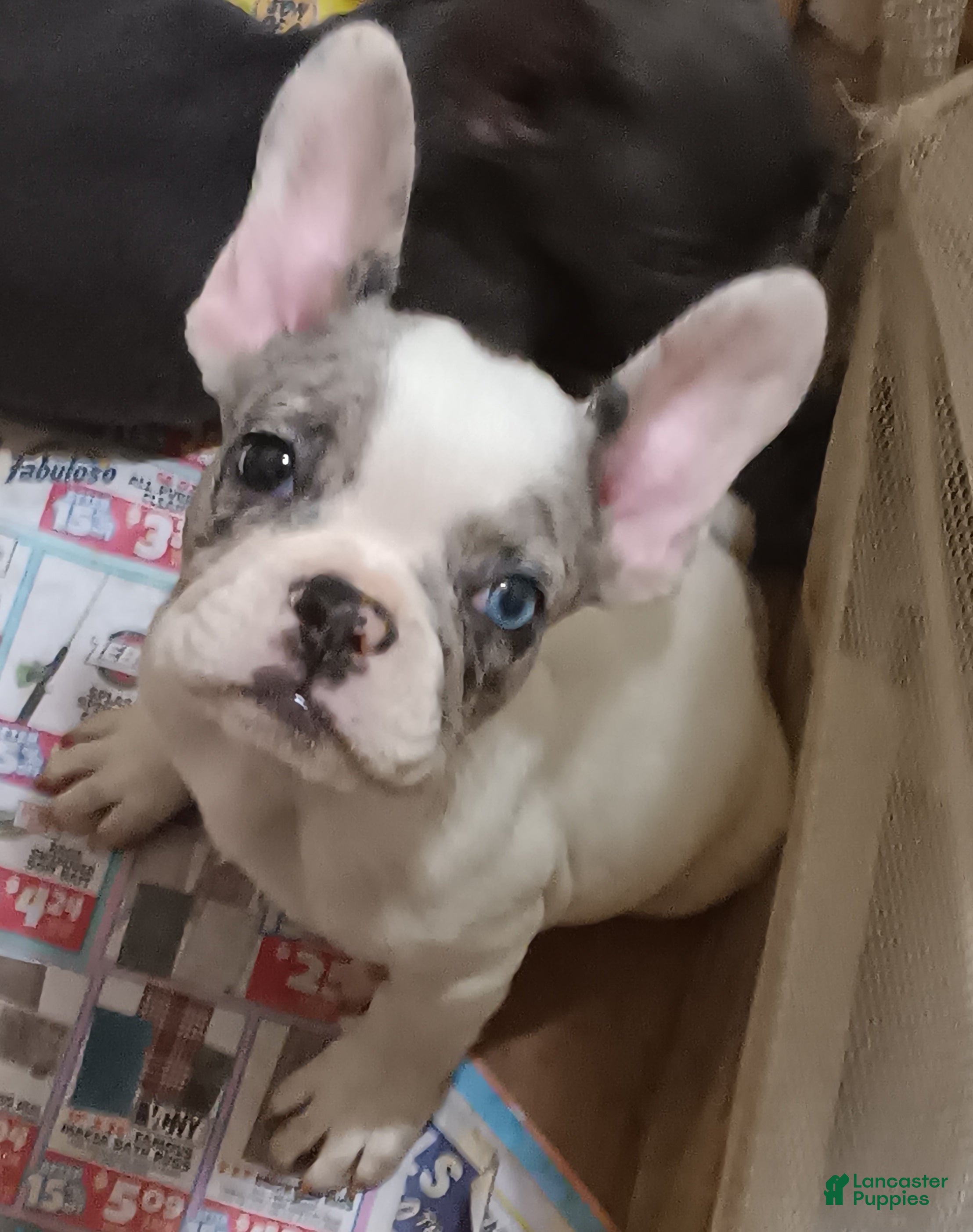 French Bulldog dogs Piglet  - Ad 1