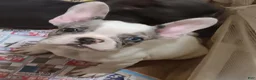 French Bulldog dogs for sale: Piglet  - Ad 1