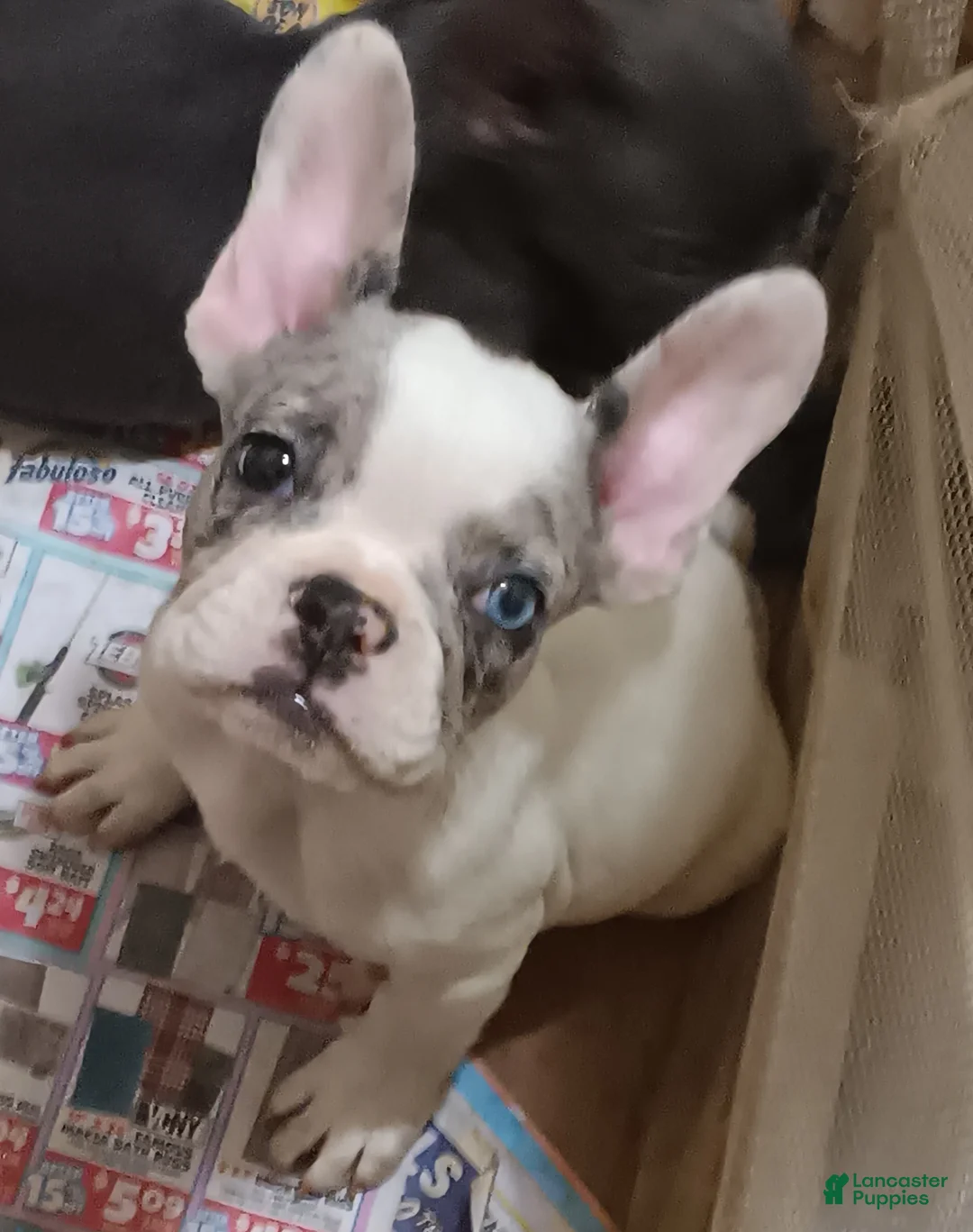 French Bulldog dogs for sale: Piglet  - Ad 1