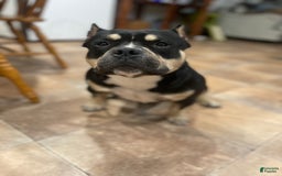 American Bully dogs for stud: Micro American Bully Stud - Image 3