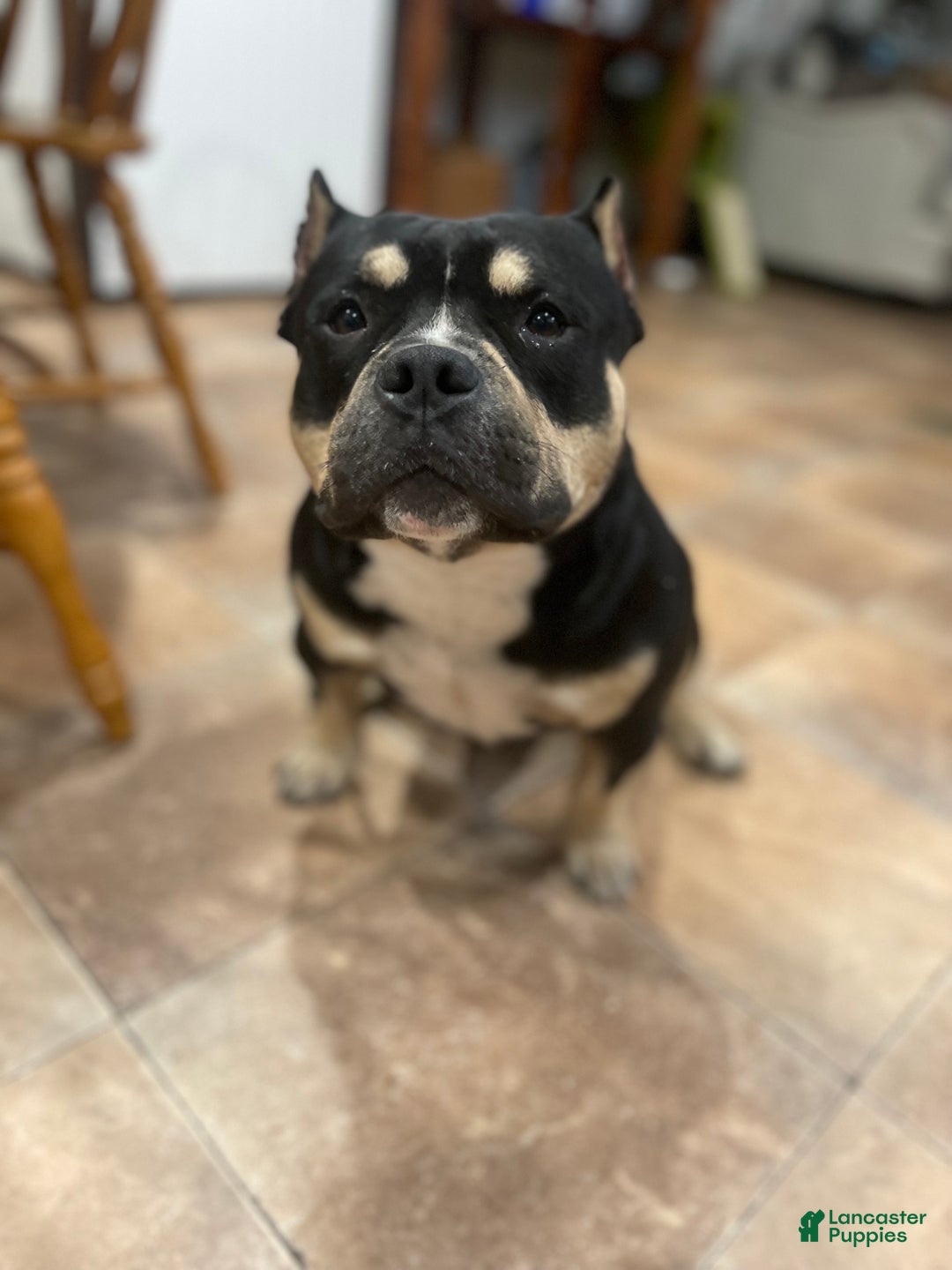 American Bully dogs for stud: Micro American Bully Stud - Image 3