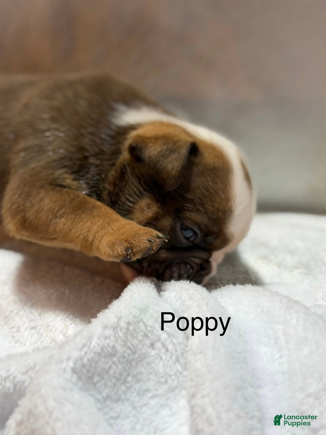 English Bulldog dogs for sale: English Bulldog Puppy 5 - Ad 16