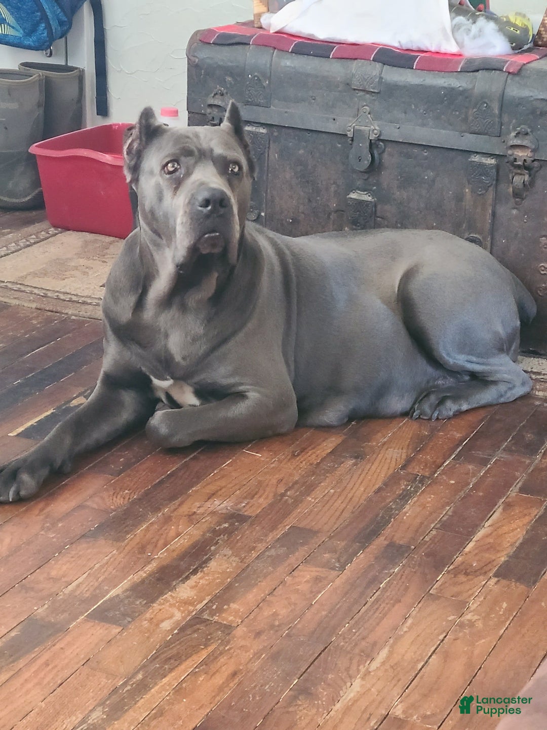 Gallery Image {{count}}