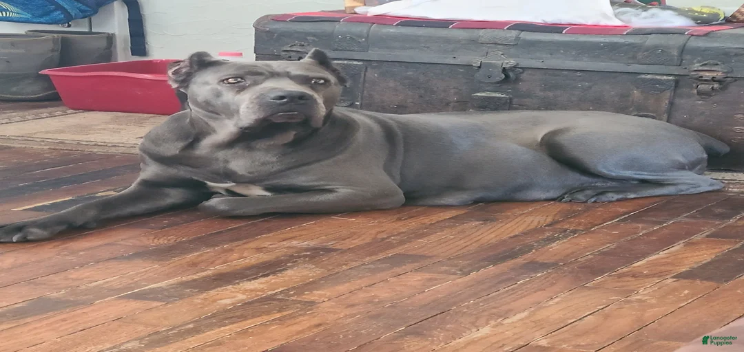 Gallery Image {{count}}