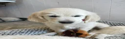 Golden Retriever dogs for sale: Marshmallow Cream - Ad 5