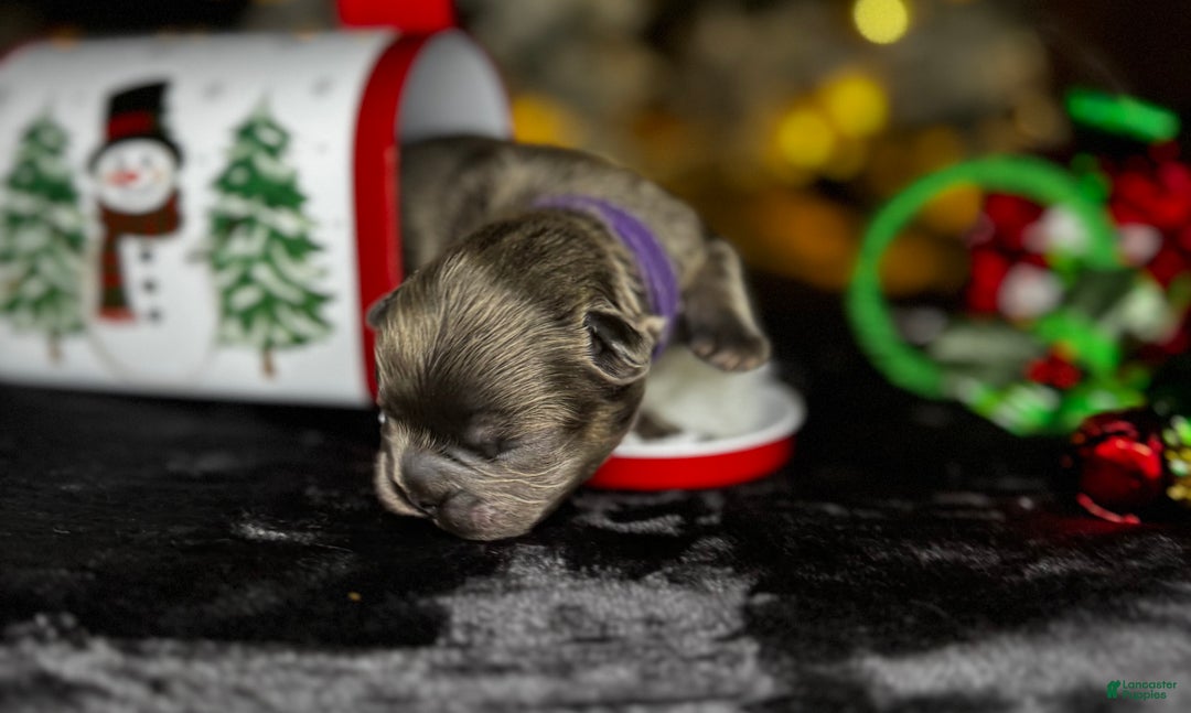 French Bulldog dogs for sale: TWINKLE - Ad 1