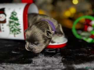 French Bulldog dogs TWINKLE - Ad 14