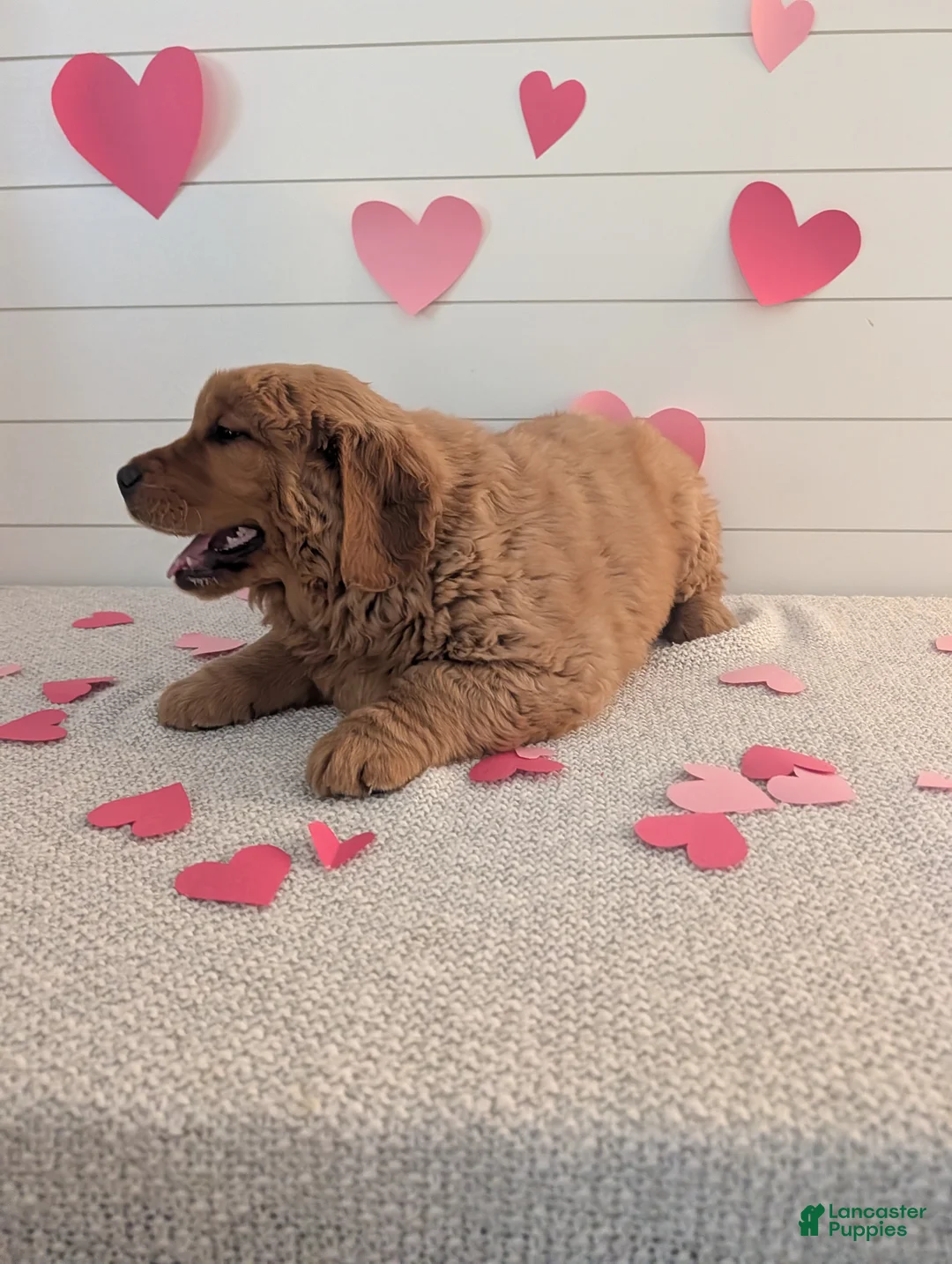 Golden Retriever dogs for sale: Duke  - Ad 2