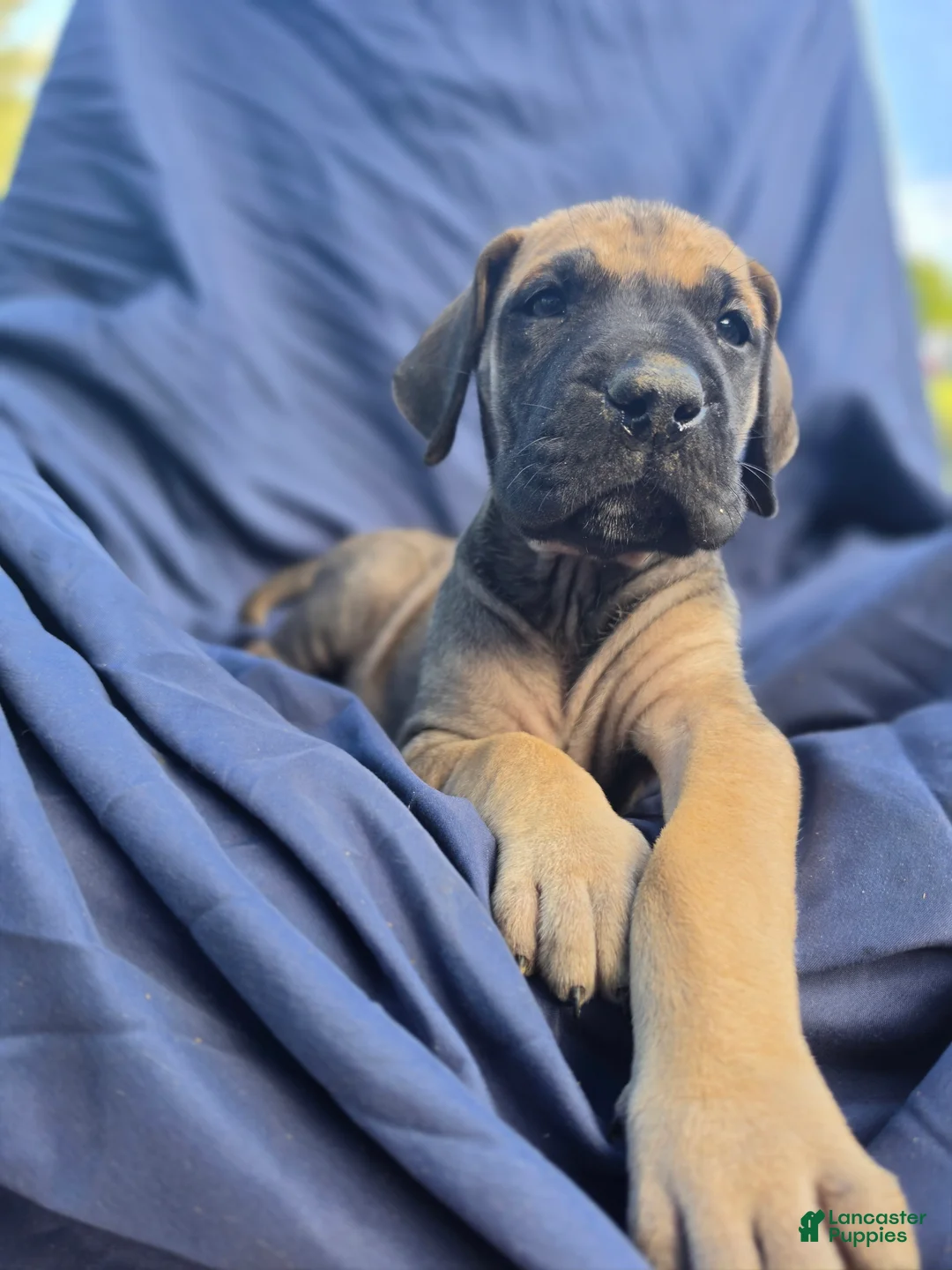 Great Dane dogs for sale: Amara - Ad 2