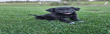 Duke