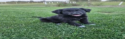 Mixed Breed dogs for sale: Duke - Ad 1