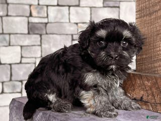Havanese dogs Diego - Ad 9