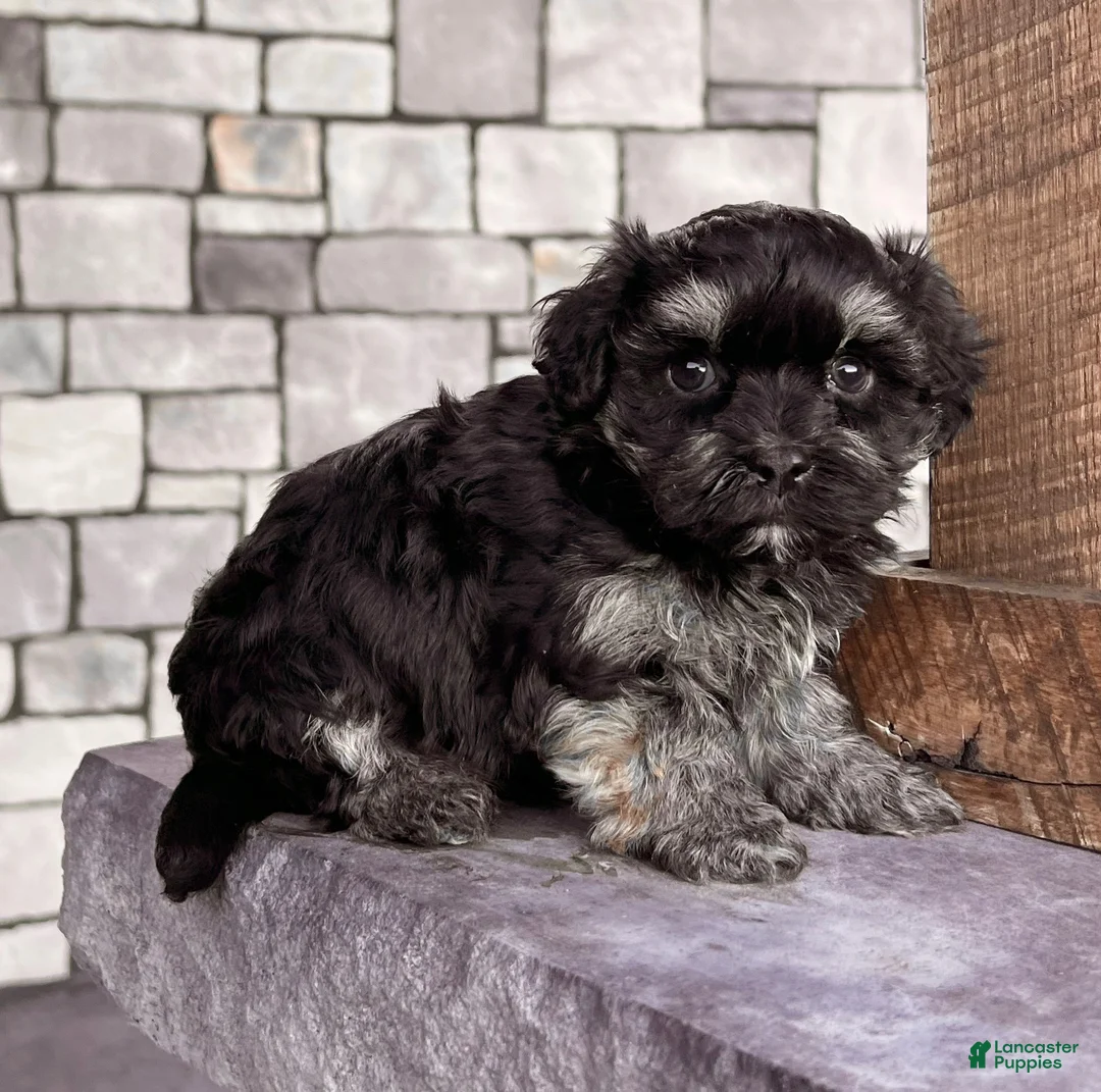 Havanese dogs for sale: Diego - Ad 1