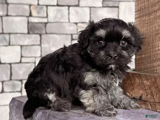 Havanese dogs Diego - Ad 18