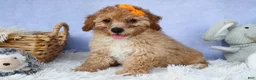 Miniature Poodle dogs for sale: WAYNE - Ad 1