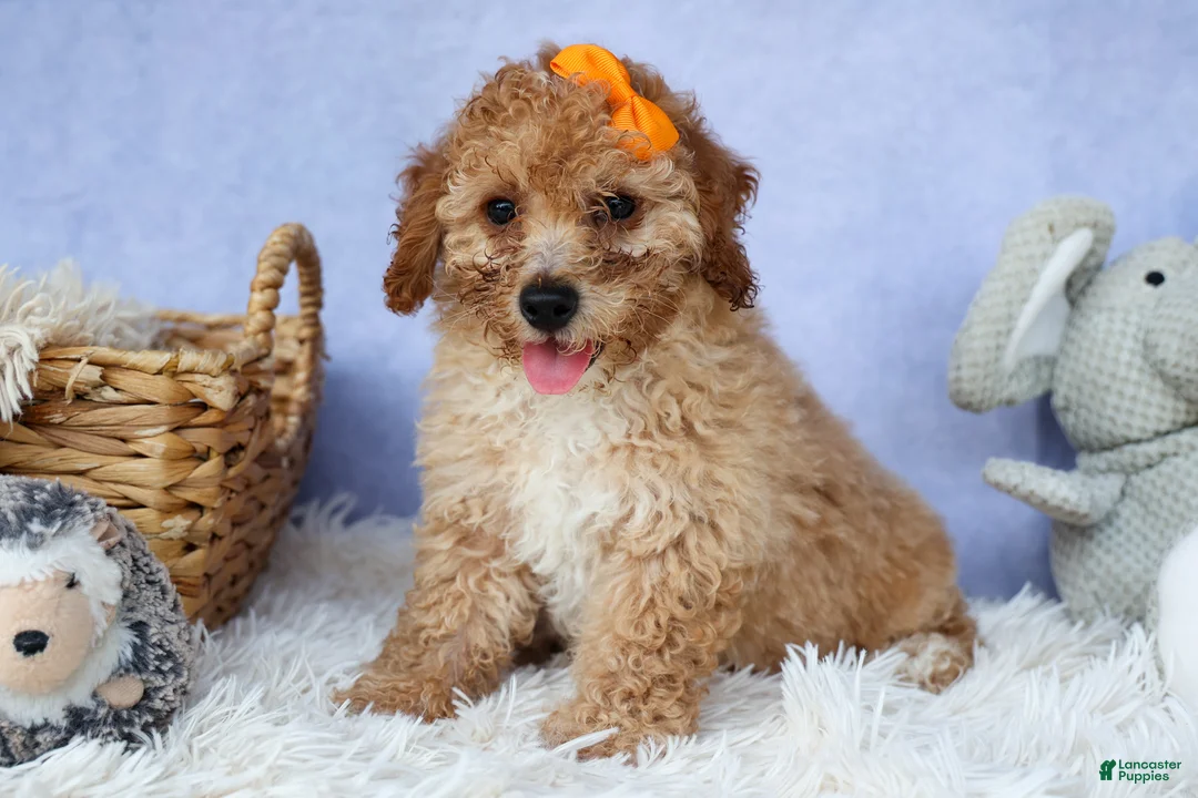 Miniature Poodle dogs for sale: WAYNE - Ad 1