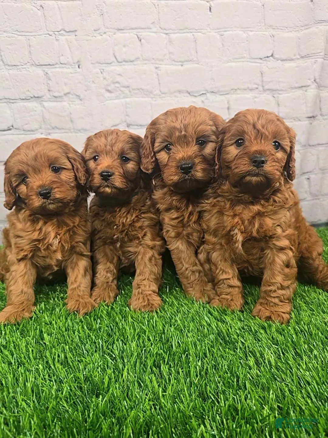 Cavapoo dogs for sale: Calli  - Ad 9