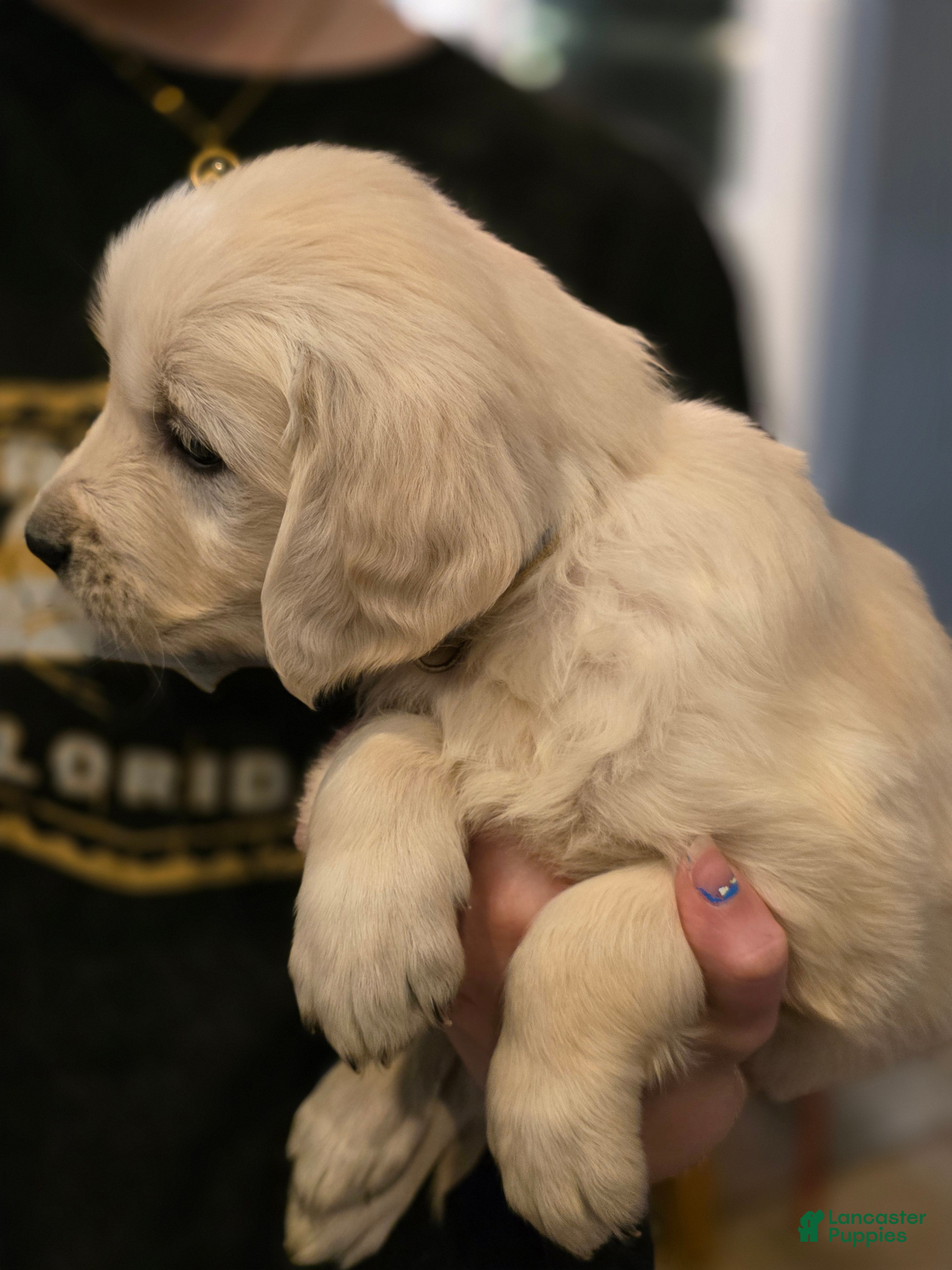 Golden Retriever dogs Krave, Champion Sired - Ad 2