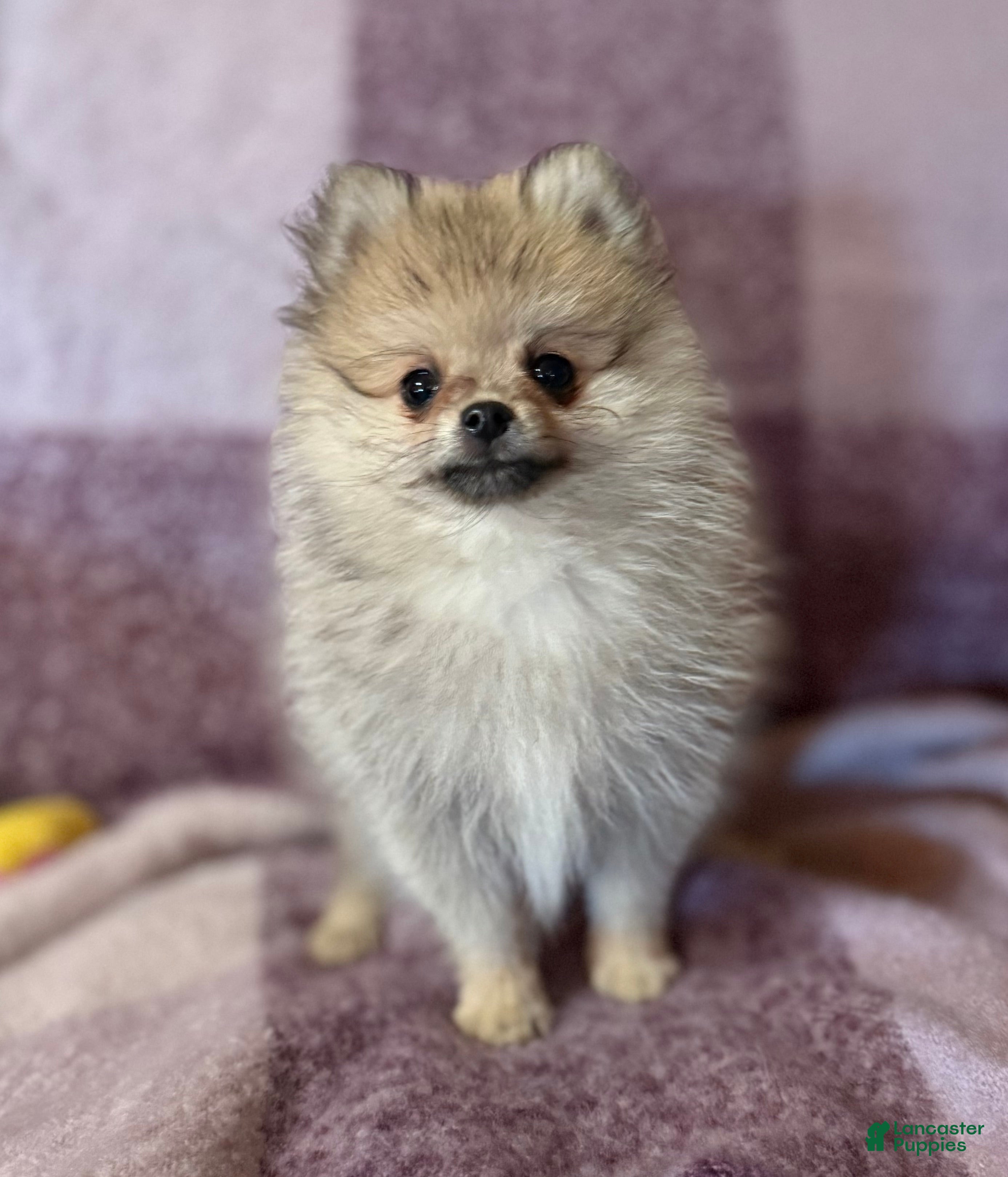 Pomeranian dogs Benji was his name~o - Ad 30