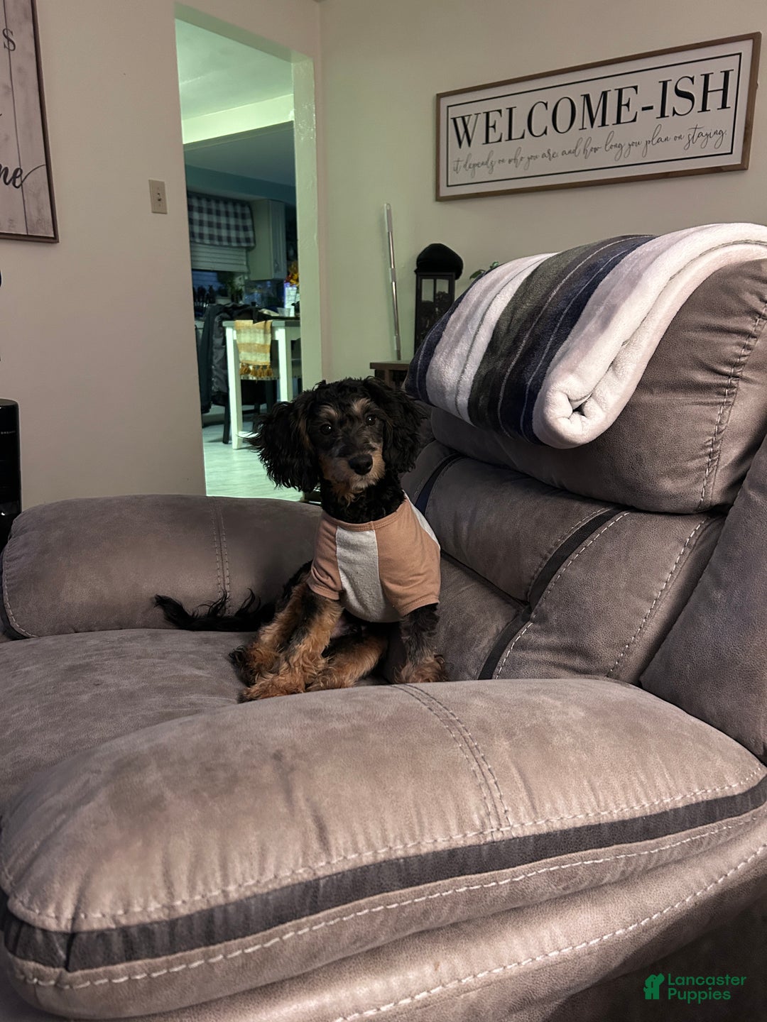 Cavapoo dogs for sale: AA - Ad 3