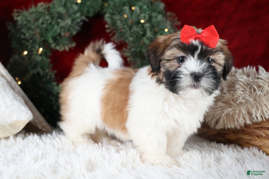Shih Tzu dogs for sale: Joey - Ad 3