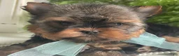 Yorkshire Terrier dogs for sale: Cash - Ad 7