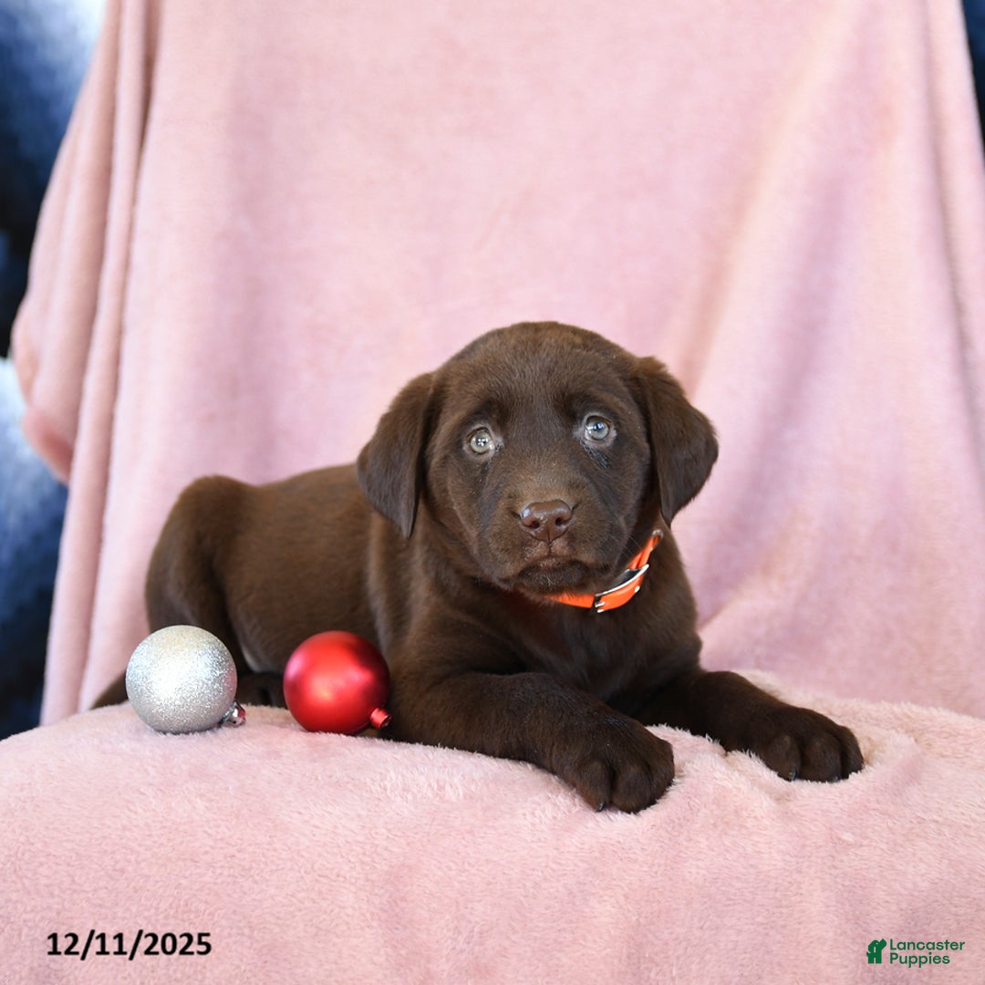 Labrador Retriever dogs for sale: Alay - Ad 3