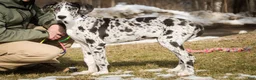 Great Dane dogs for sale: Lorelai - Ad 6