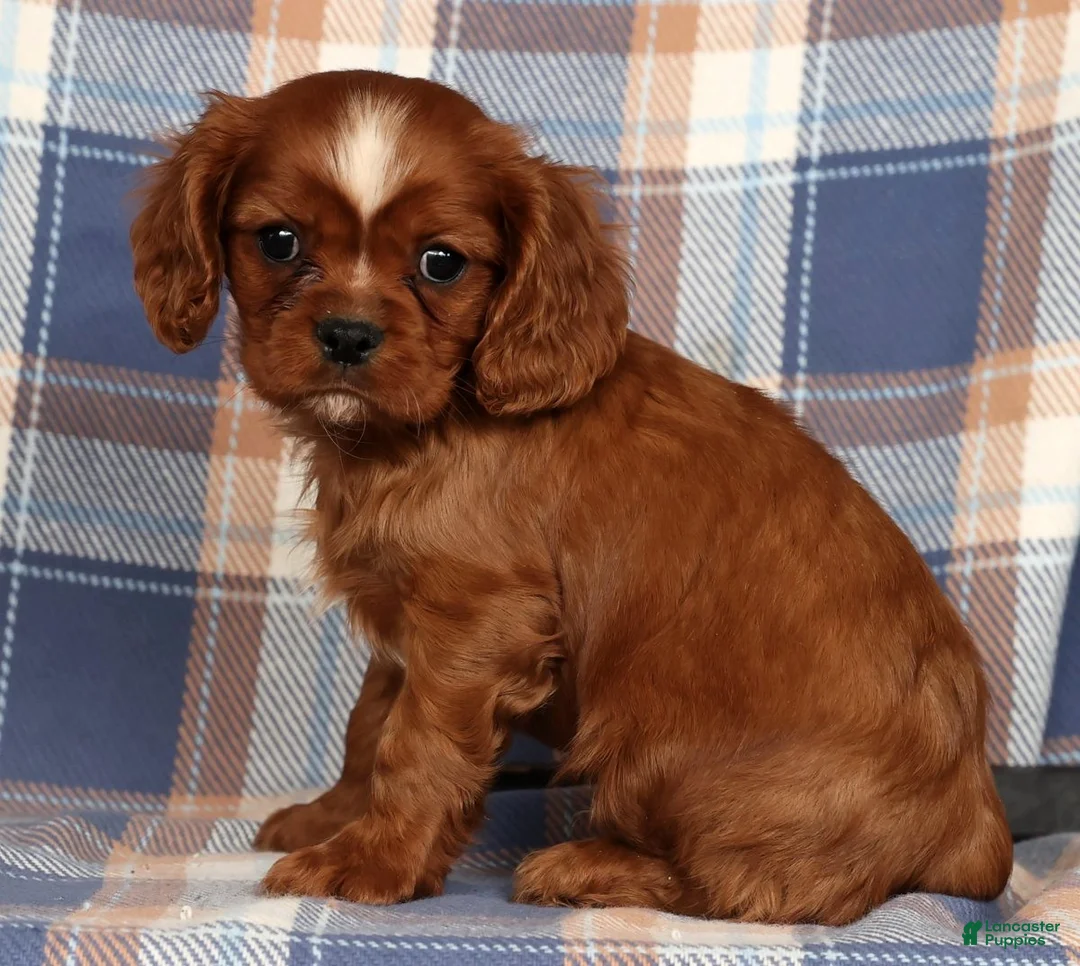 Cavalier King Charles Spaniel dogs for sale: Cody - Ad 2