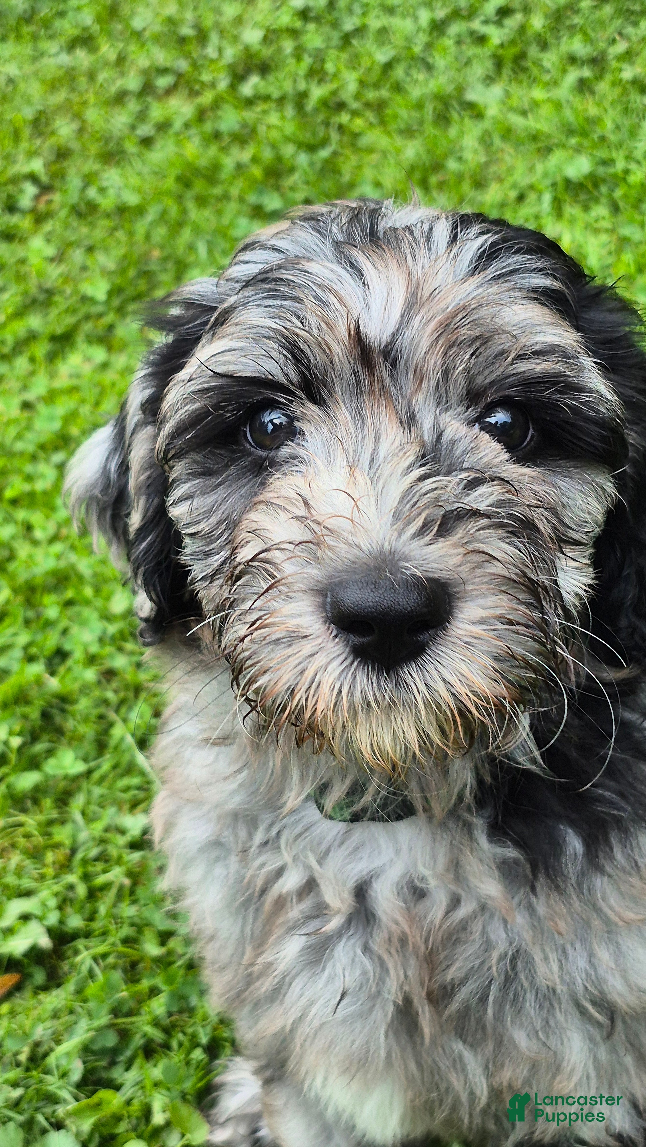 Mini Sheepadoodle dogs Artemis  - Ad 1