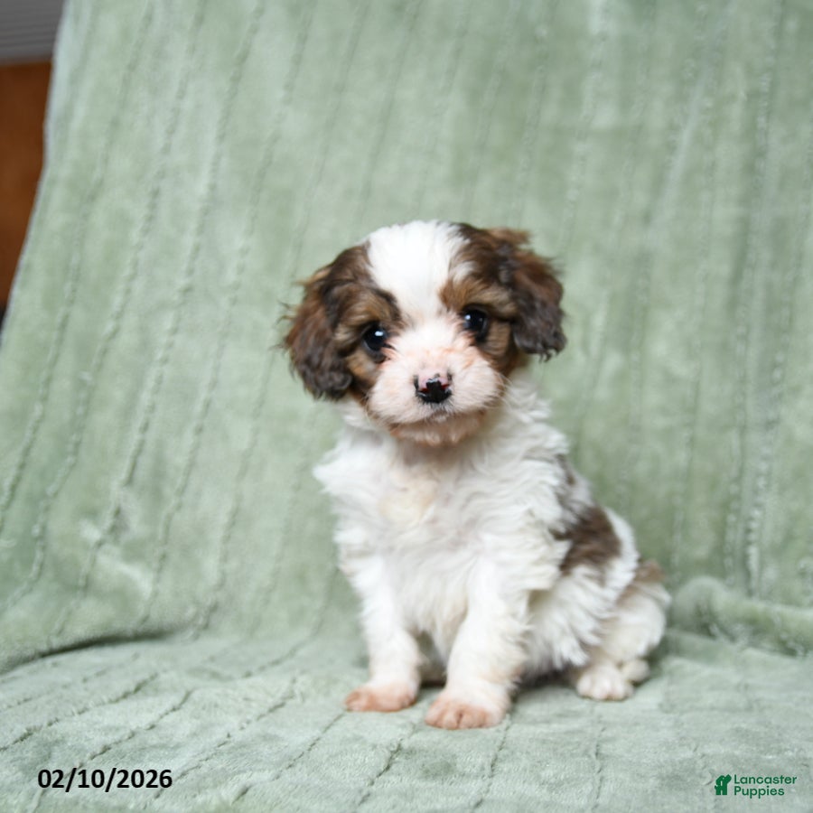 Cavapoo dogs Baldo - Ad 2