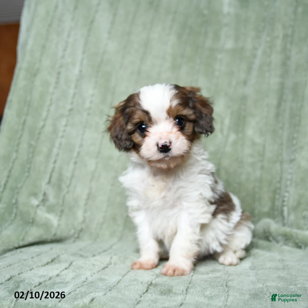 Cavapoo dogs for sale: Baldo - Ad 2