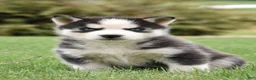 Siberian Husky dogs for sale: Shine - Ad 2