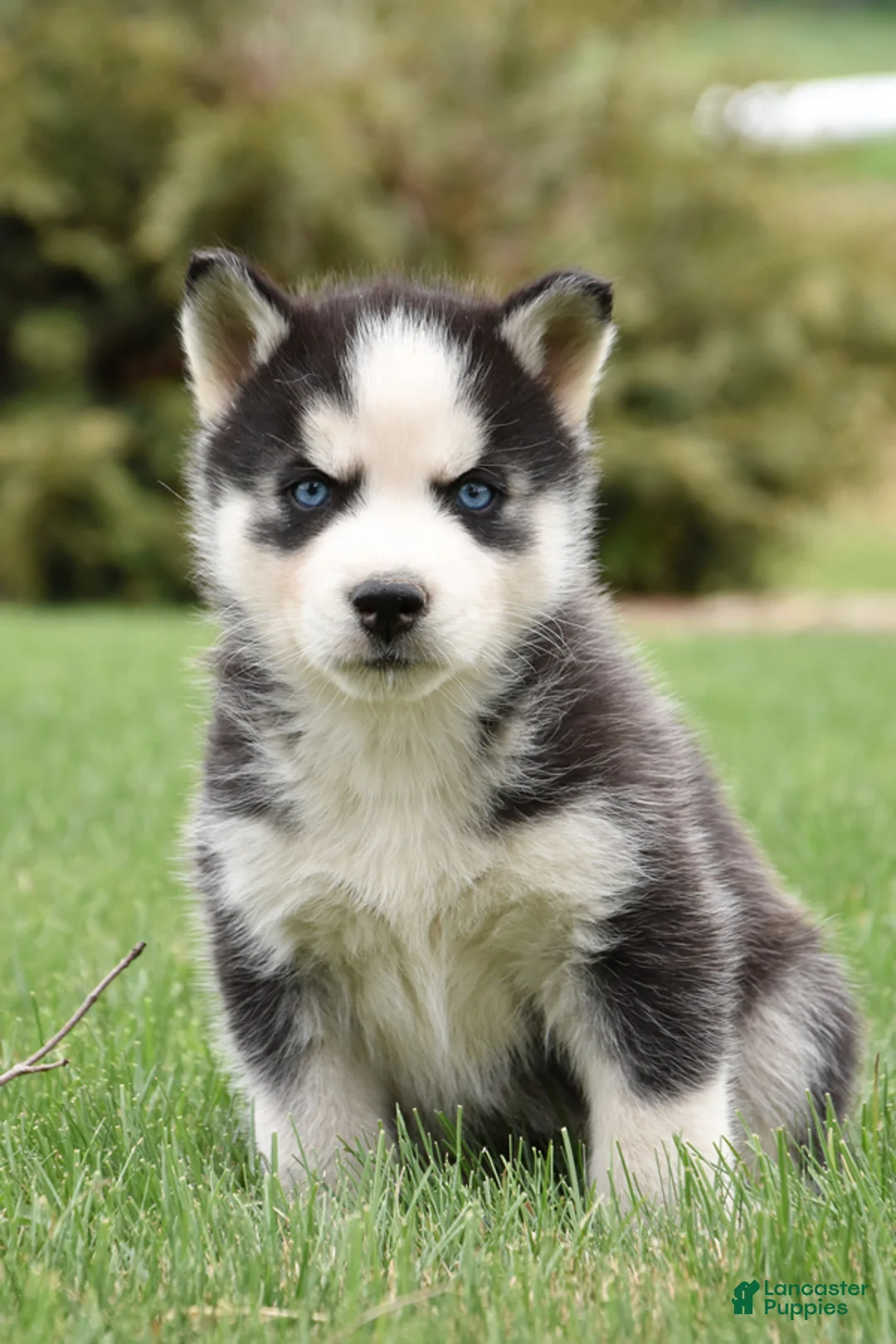 Siberian Husky dogs for sale: Shine - Ad 2