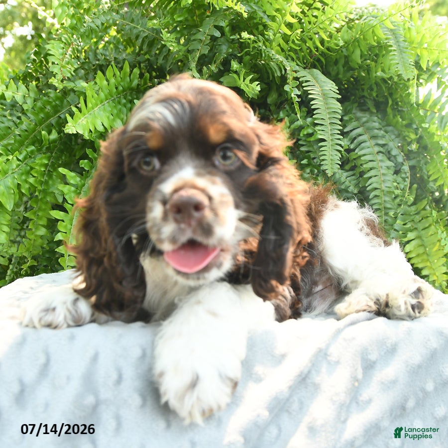 English Cocker Spaniel dogs Sarge - Ad 1