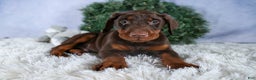 Doberman Pinscher dogs for sale: TYSON - Ad 14
