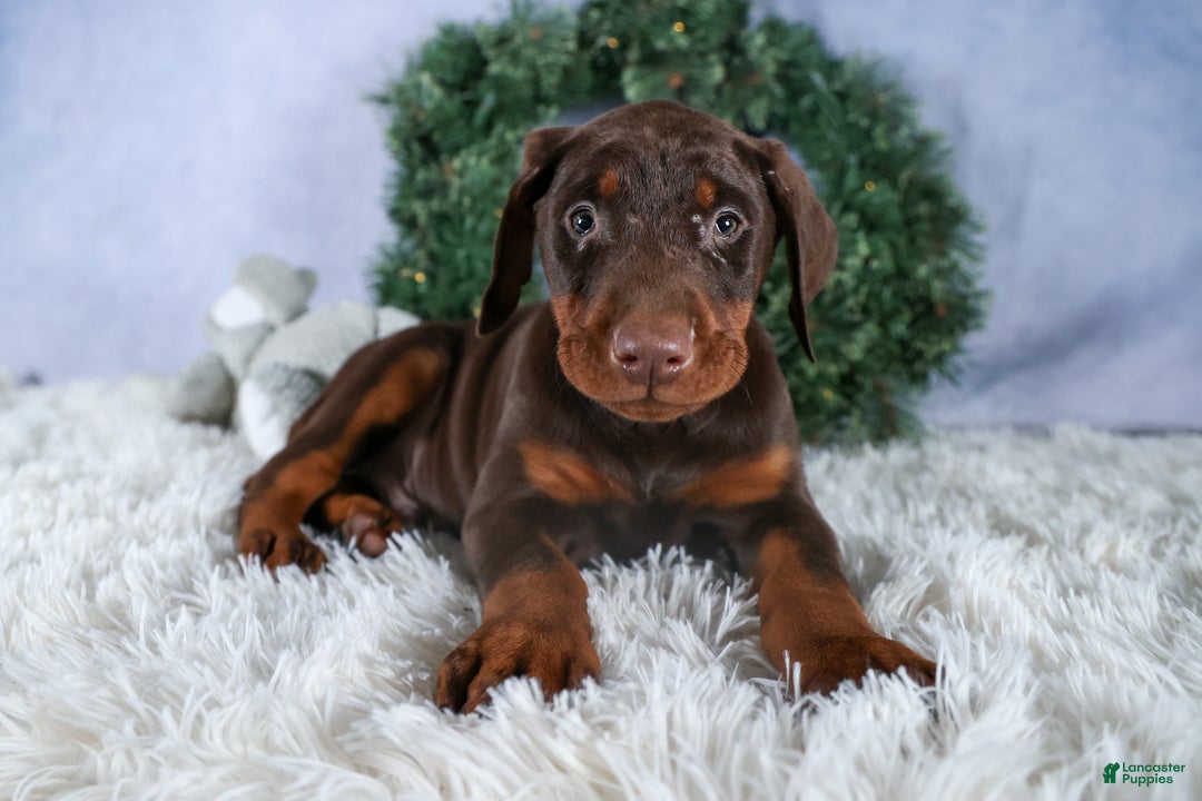Doberman Pinscher dogs for sale: TYSON - Ad 14