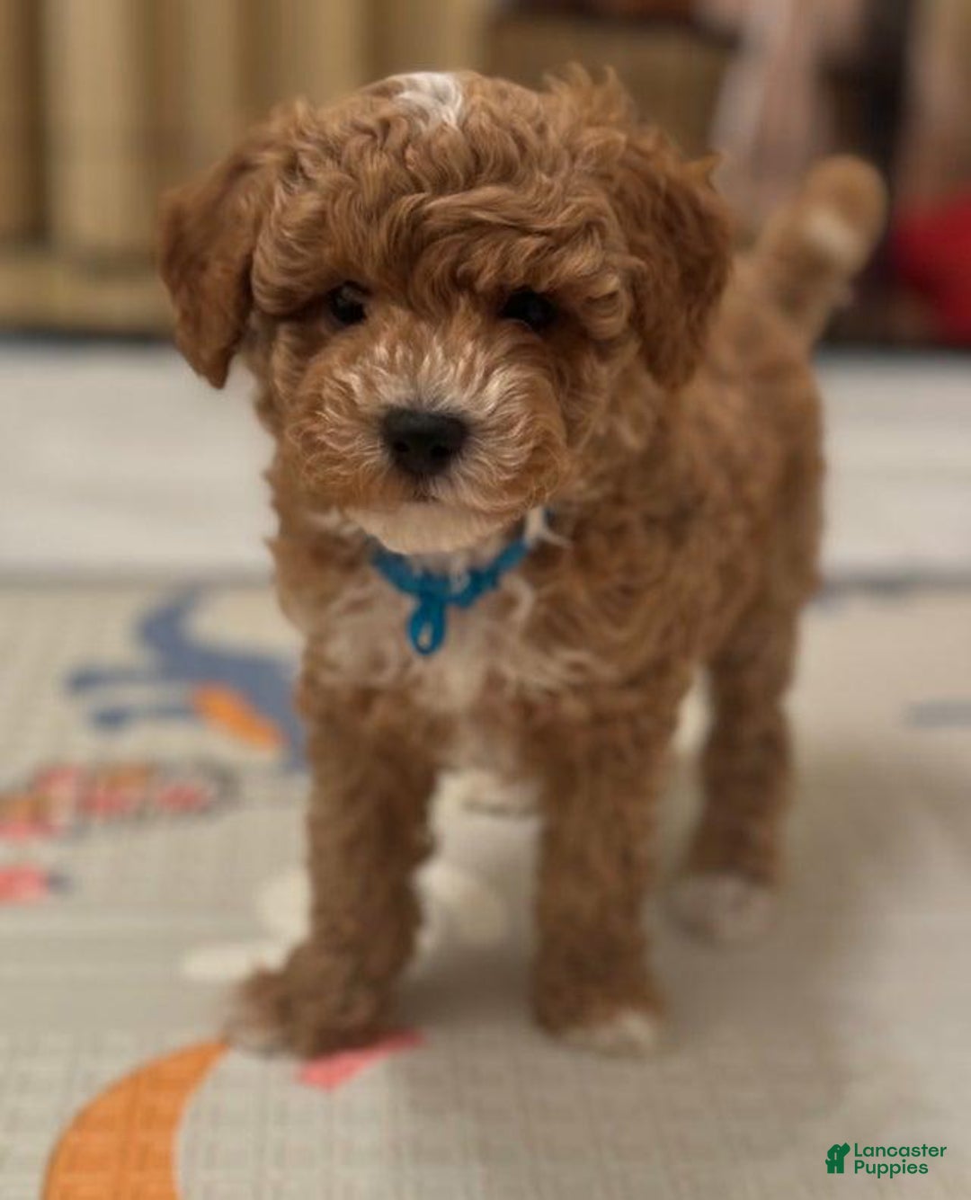 Maltipoo dogs for sale: Ciri - Ad 8