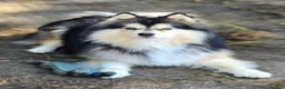 Pomsky dogs for sale: Black mini - Ad 15