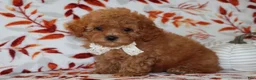 Toy Poodle dogs for sale: Pierre - Ad 4