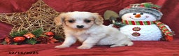 Cavachon dogs for sale: Benji - Ad 1