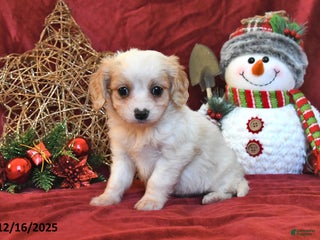 Cavachon dogs Benji - Ad 3